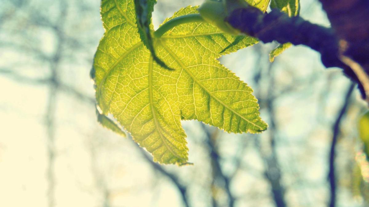 Performance Review Software with AI Coaching: What It Is and Why It Matters